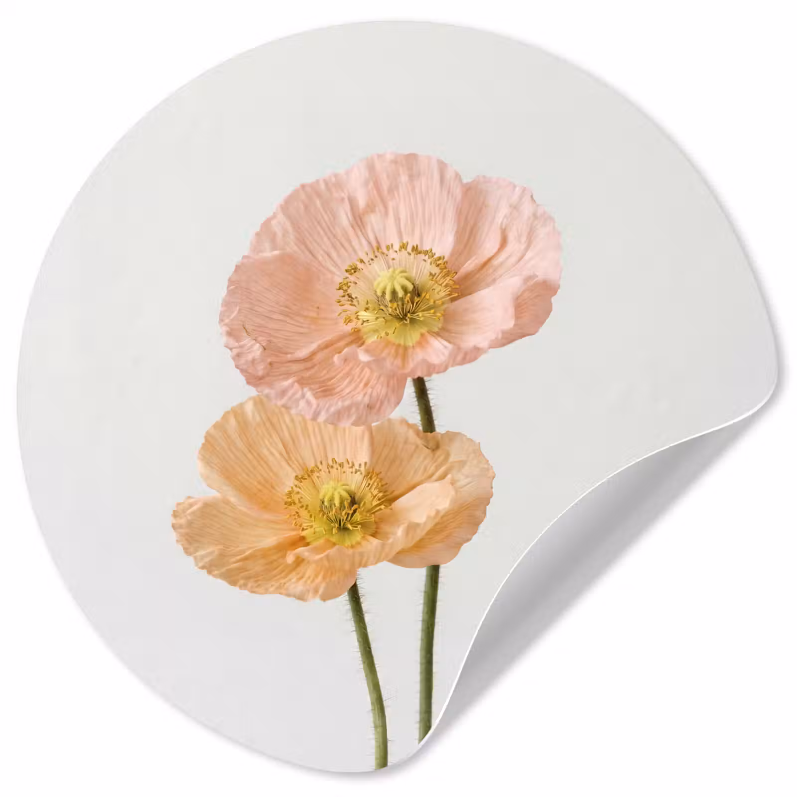Behangcirkel - Papavers - Botanisch - Roze — 1