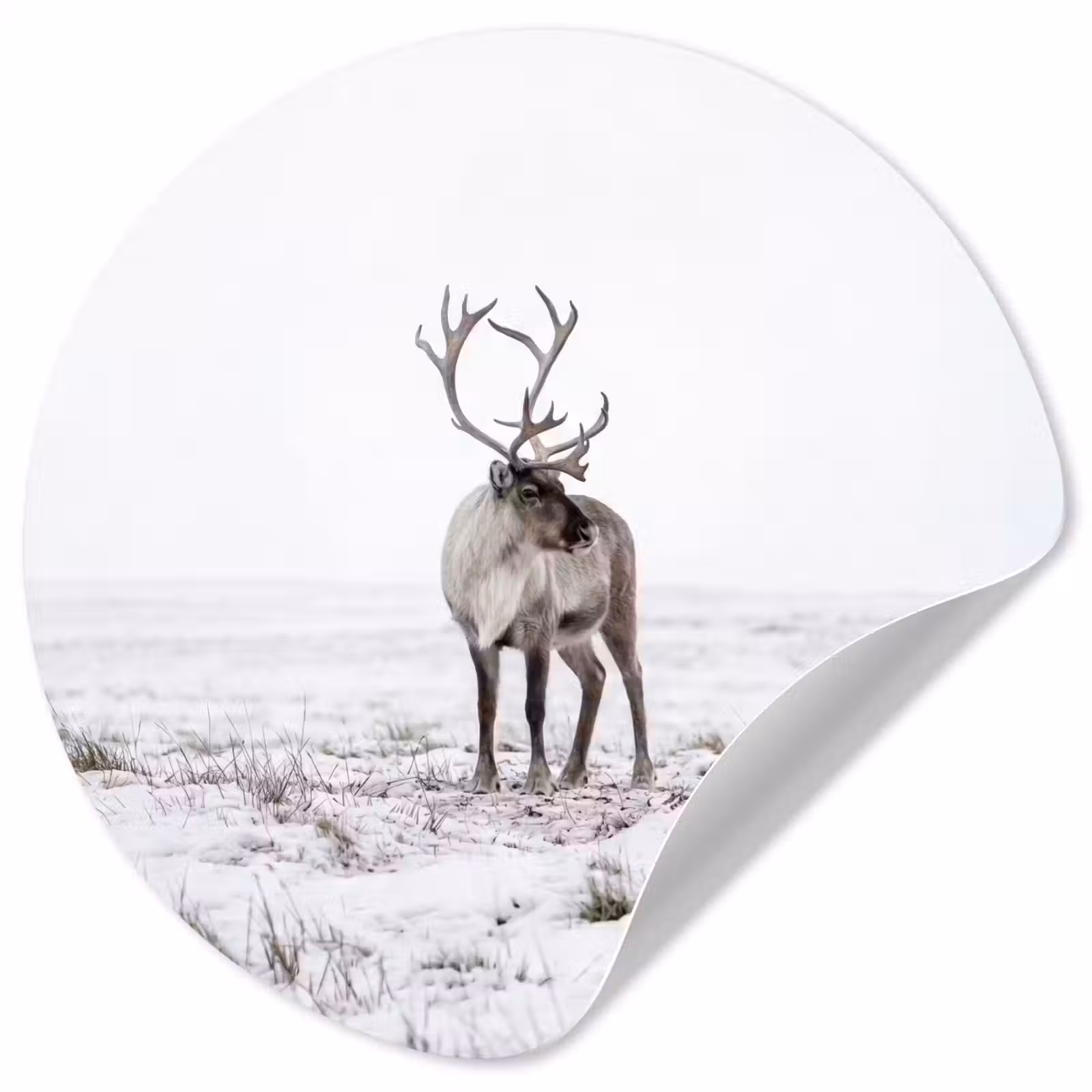 Behangcirkel - Rendier - Gewei - Sneeuw - Winter — 1