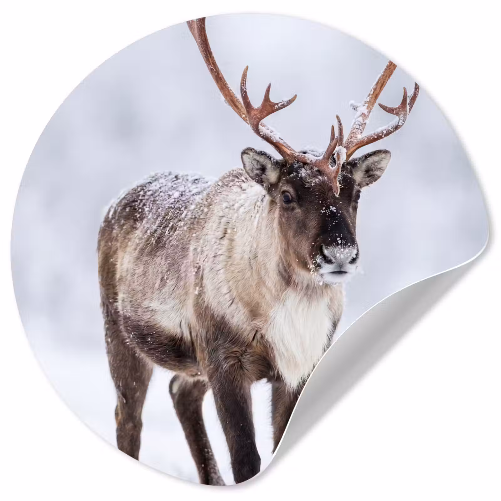 Behangcirkel - Rendier - Gewei - Toendra - Sneeuw - Wild — 1