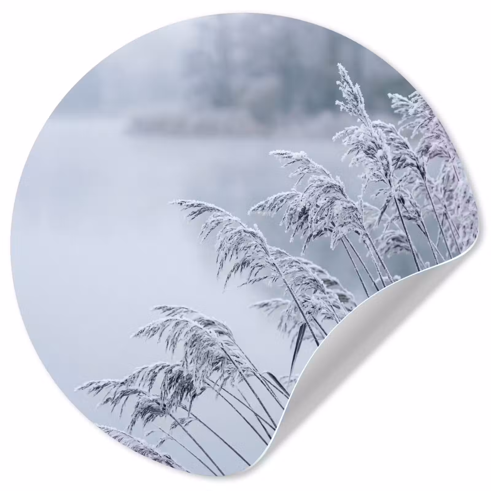 Behangcirkel - Riet - Bevroren - Winter - Natuur — 1