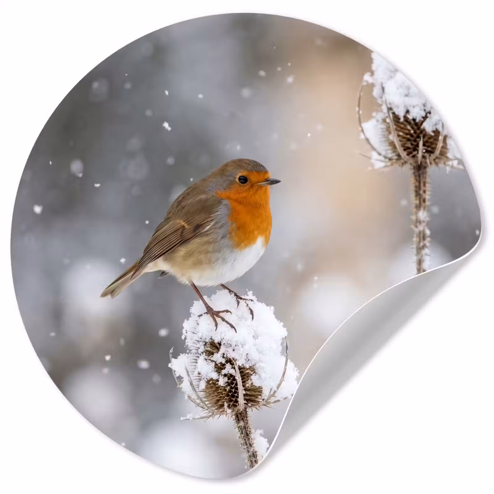 Behangcirkel - Roodborstje - Gedroogde bloem - Sneeuw - Winter - Vertederend — 1