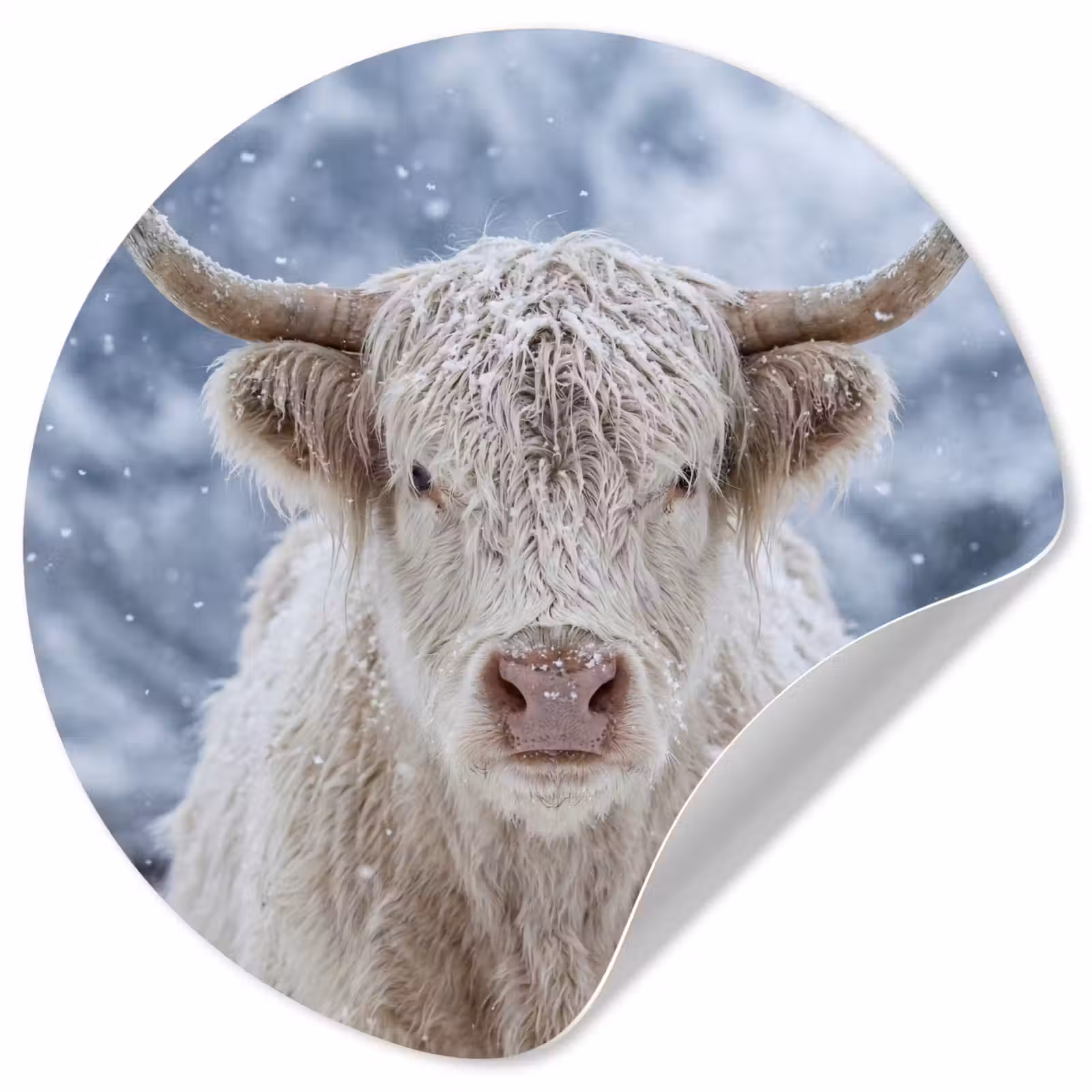 Behangcirkel - Schotse Hooglander - Sneeuw - Bergen - Winter — 1