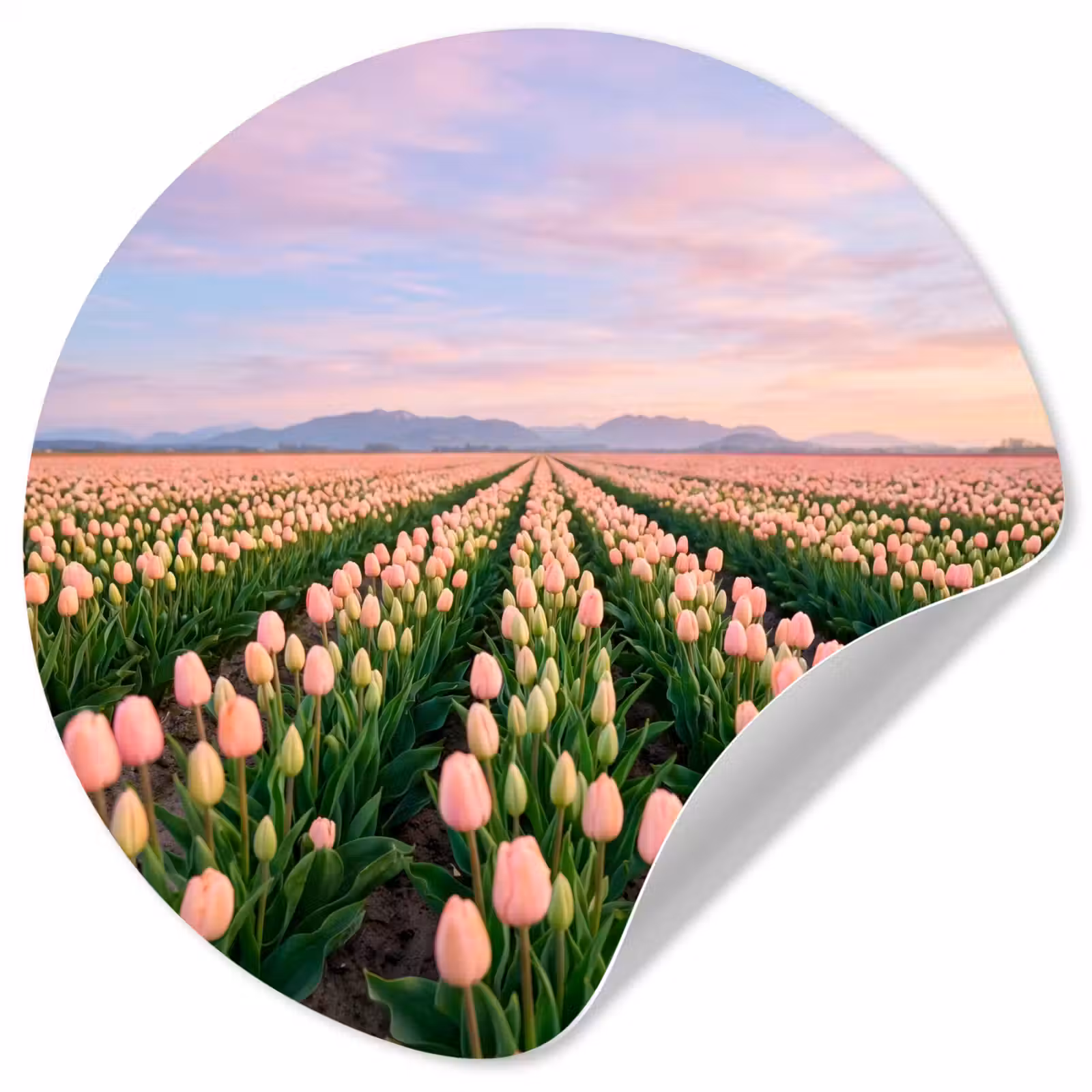 Behangcirkel - Tulpen - Landschap - Roze — 1