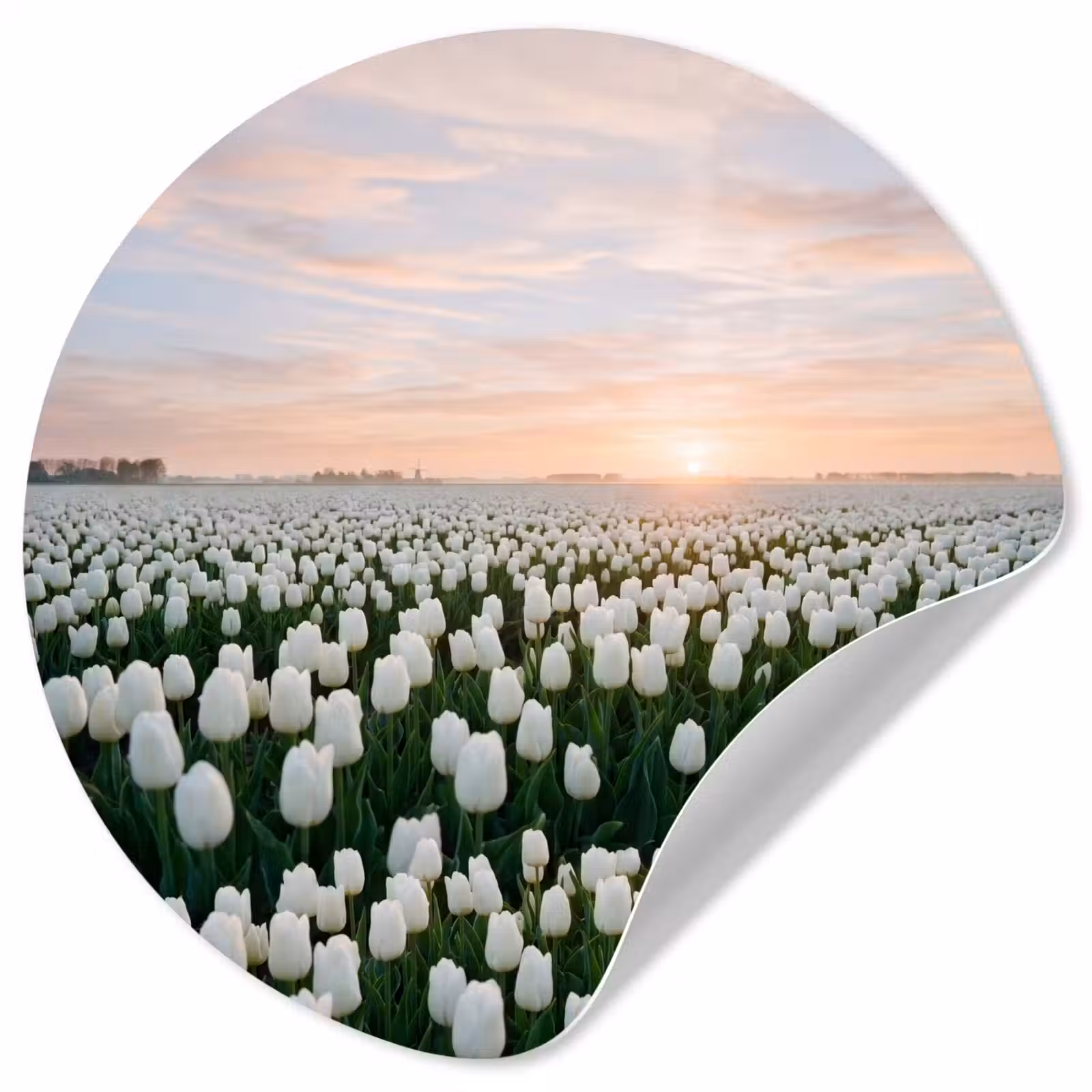 Behangcirkel - Tulpen - Landschap - Wit — 1