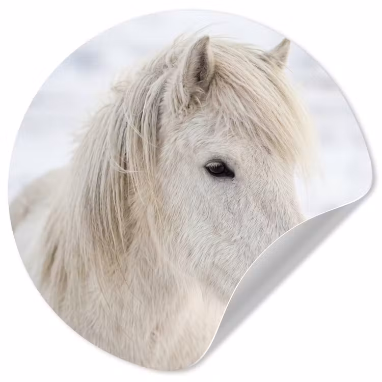 Behangcirkel - Paard - Kop - Winter - Dieren - Wit — 1