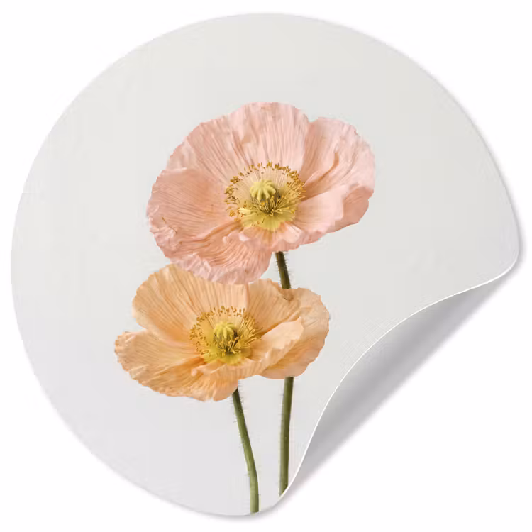 Behangcirkel - Papavers - Botanisch - Roze — 1