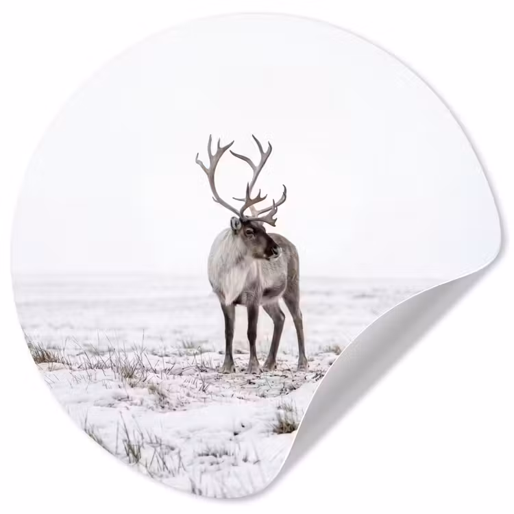 Behangcirkel - Rendier - Gewei - Sneeuw - Winter — 1