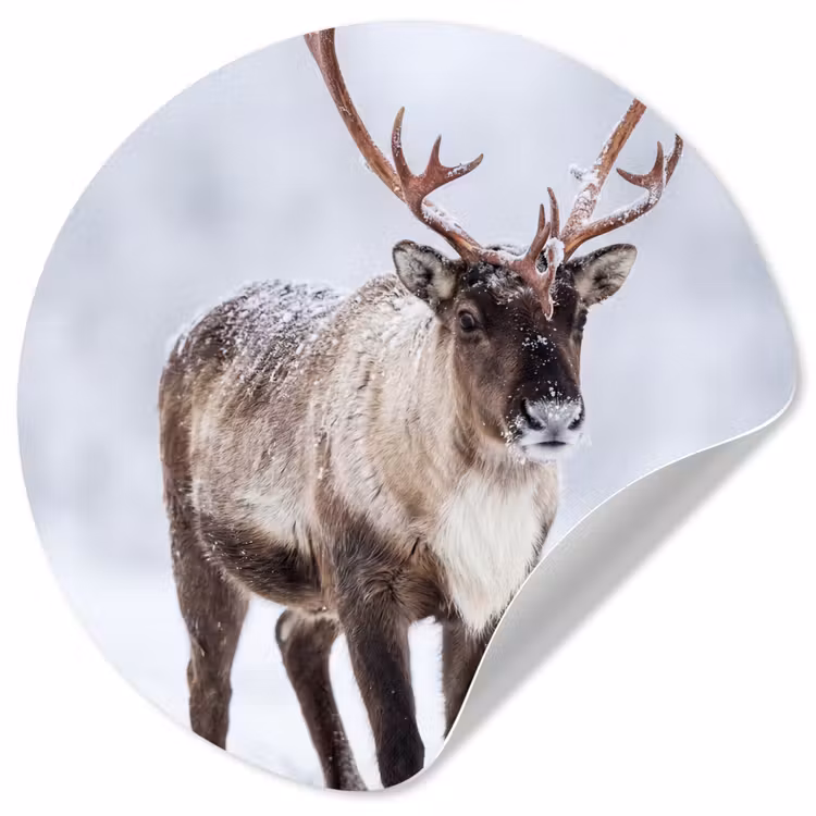 Behangcirkel - Rendier - Gewei - Toendra - Sneeuw - Wild — 1