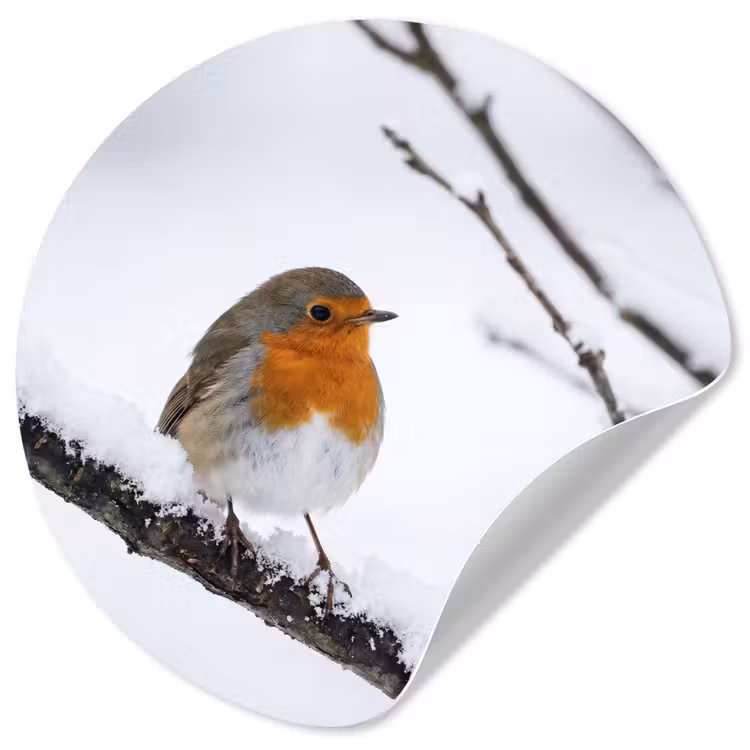 Behangcirkel - Roodborstje - Tak - Sneeuw - Winter - Levendig — 1