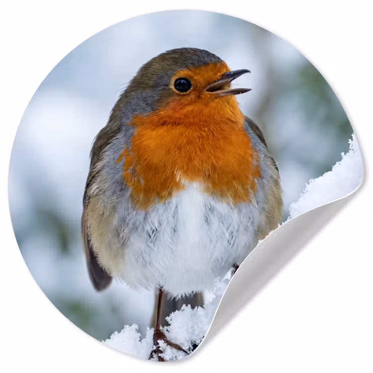 Behangcirkel - Roodborstje - Tak - Sneeuw - Winter - Levendig — 1