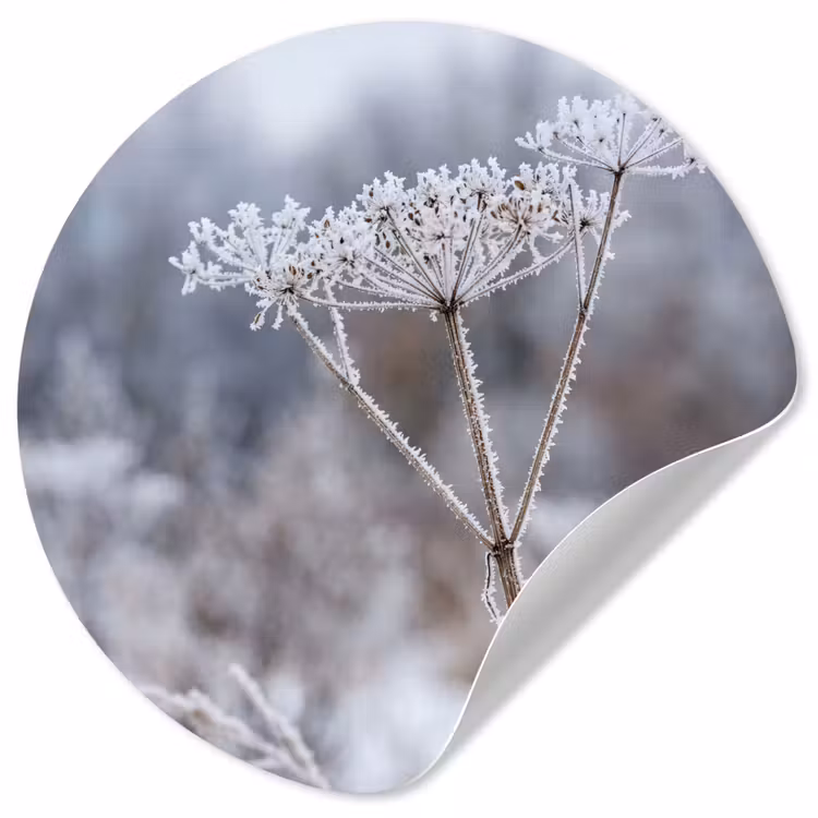 Behangcirkel - Schermbloem - Rijp - Kristallen - Winter - Delicaat — 1
