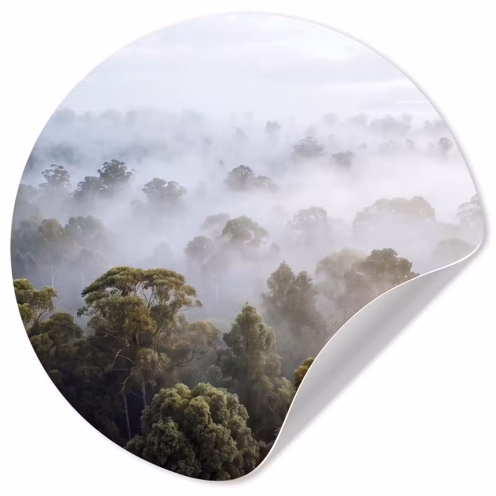 Behangcirkel - Natuur - Mist - Bos - Ochtend - Goud — 1