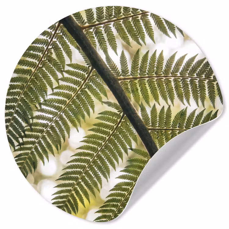 Behangcirkel - Plant - Blad - Natuur - Groen - Detail — 1