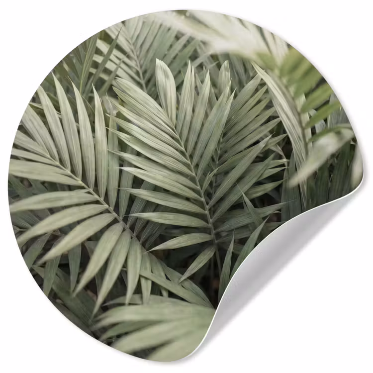 Behangcirkel - Plant - Palmbladeren - Natuur - Groen — 1