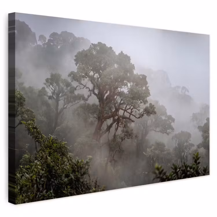 Buiten canvas - Boom - Mistig - Bos - Groen - Natuur — 1