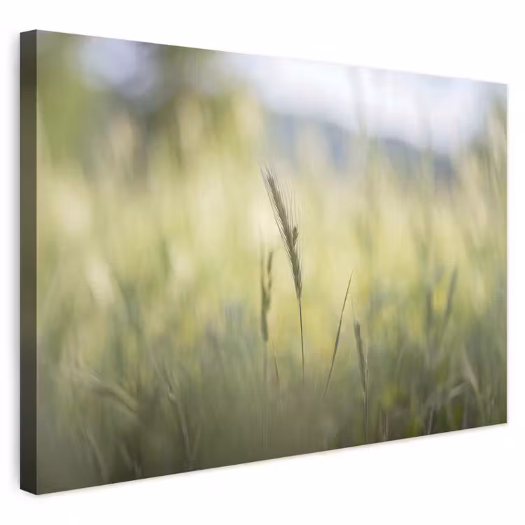 Buiten canvas - Graan - Aar - Natuur - Groen - Detail — 1