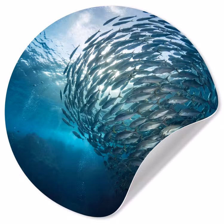 Behangcirkel - Vis - School - Oceaan - Natuur - Blauw — 1