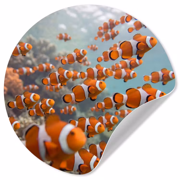 Behangcirkel - Vis - School - Onderwater - Dieren - Oranje — 1