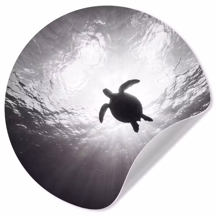 Behangcirkel - Schildpad - Onderwater - Lichtstralen - Oceaan - Zwart-wit — 1
