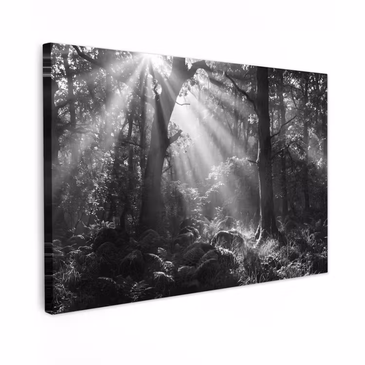 Buiten canvas - Bos - Lichtstralen - Natuur - Zwart-wit — 1