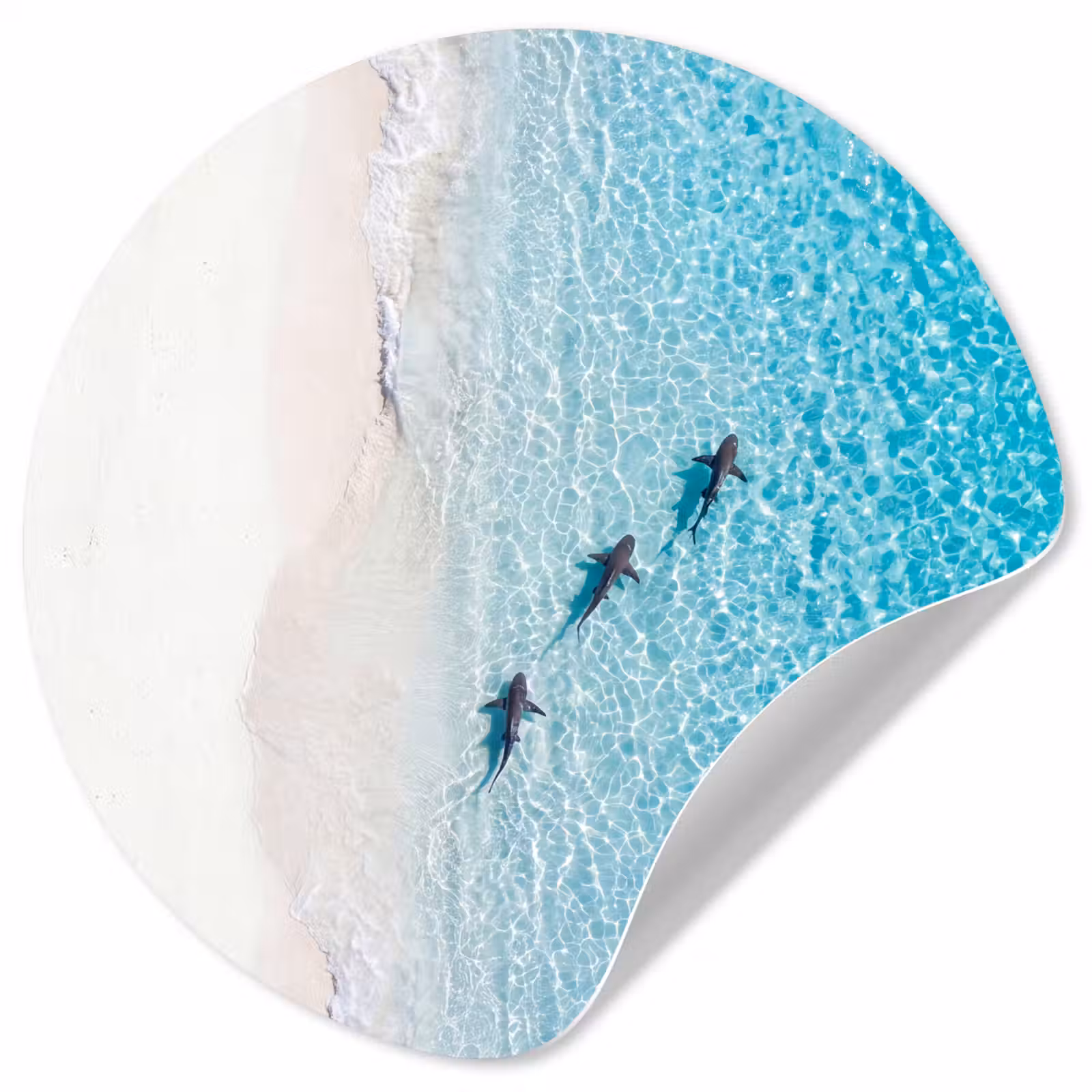 Behangcirkel - Vis - Oceaan - Strand - Turquoise - Natuur — 1