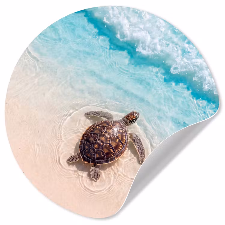 Behangcirkel - Schildpad - Helder water - Strand - Dieren - Natuur — 1