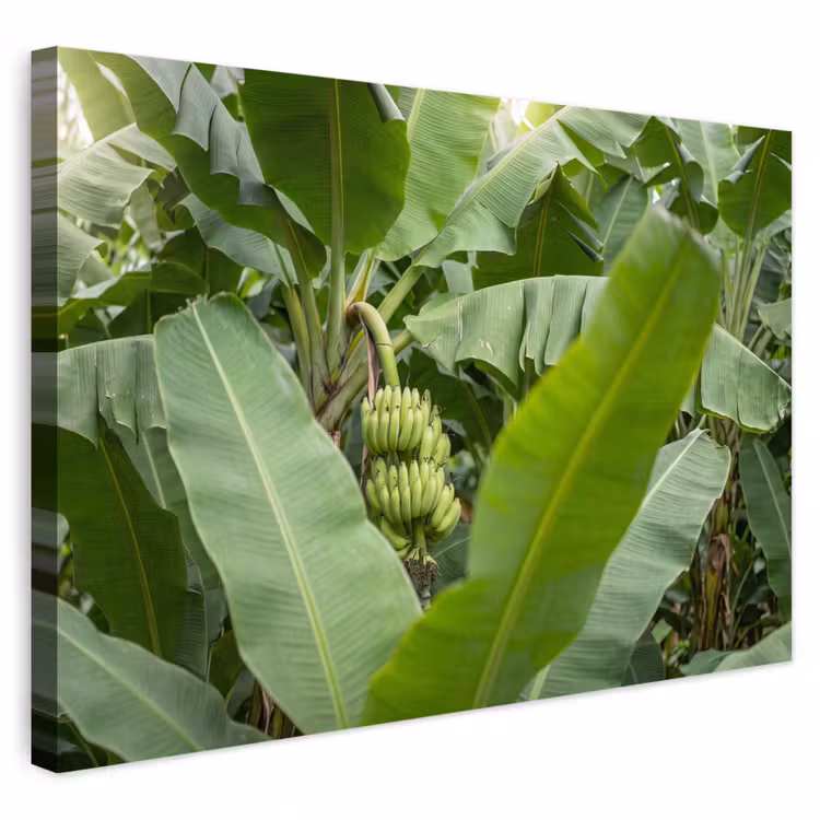 Buiten canvas - Eten - Bananen - Plantage - Groen — 1