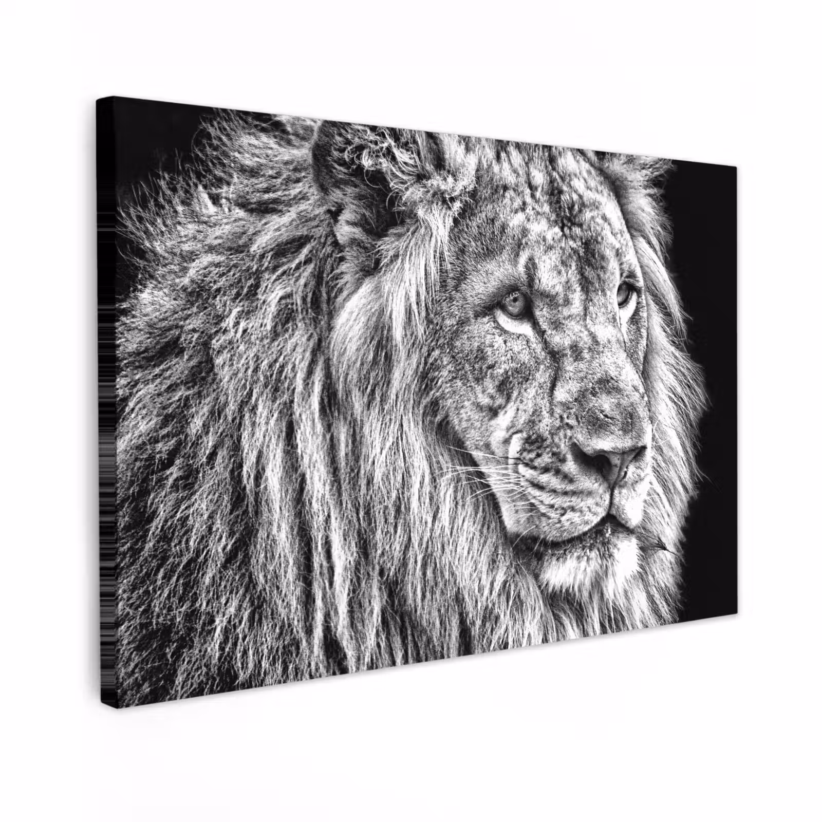 Buiten canvas - Portret - Leeuw - Zwart wit — 1