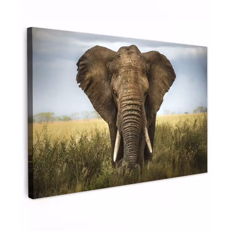 Buiten canvas - Olifant in de savanne — 1