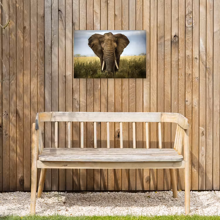 Buiten canvas - Olifant in de savanne — 3