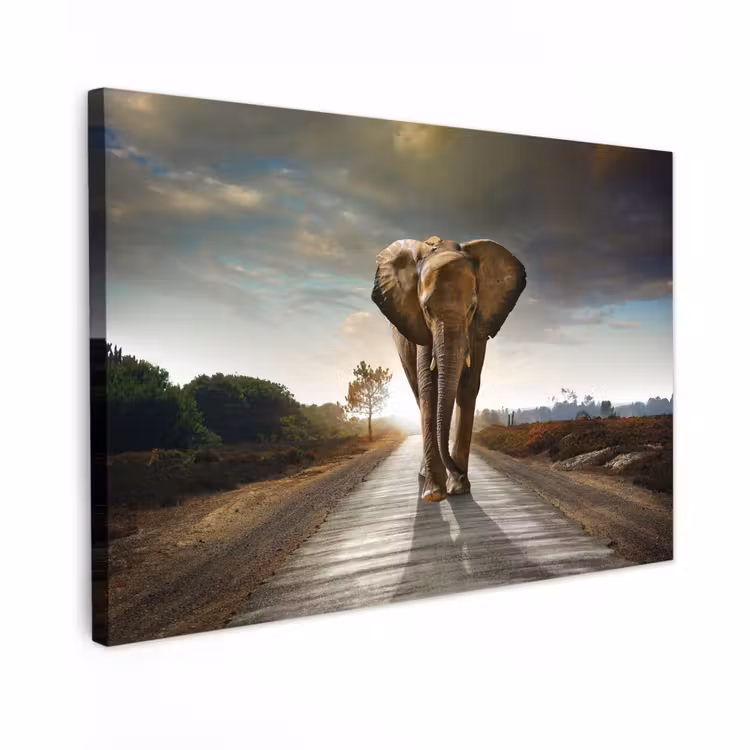 Buiten canvas - Olifant op een verlaten weg — 1