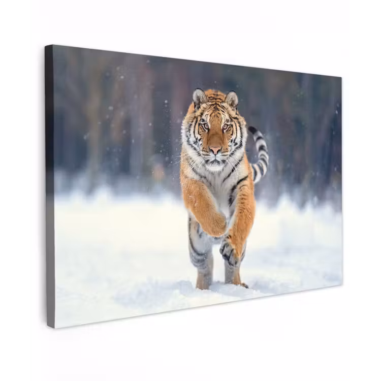 Buiten canvas - Tijger rennend door de sneeuw — 1