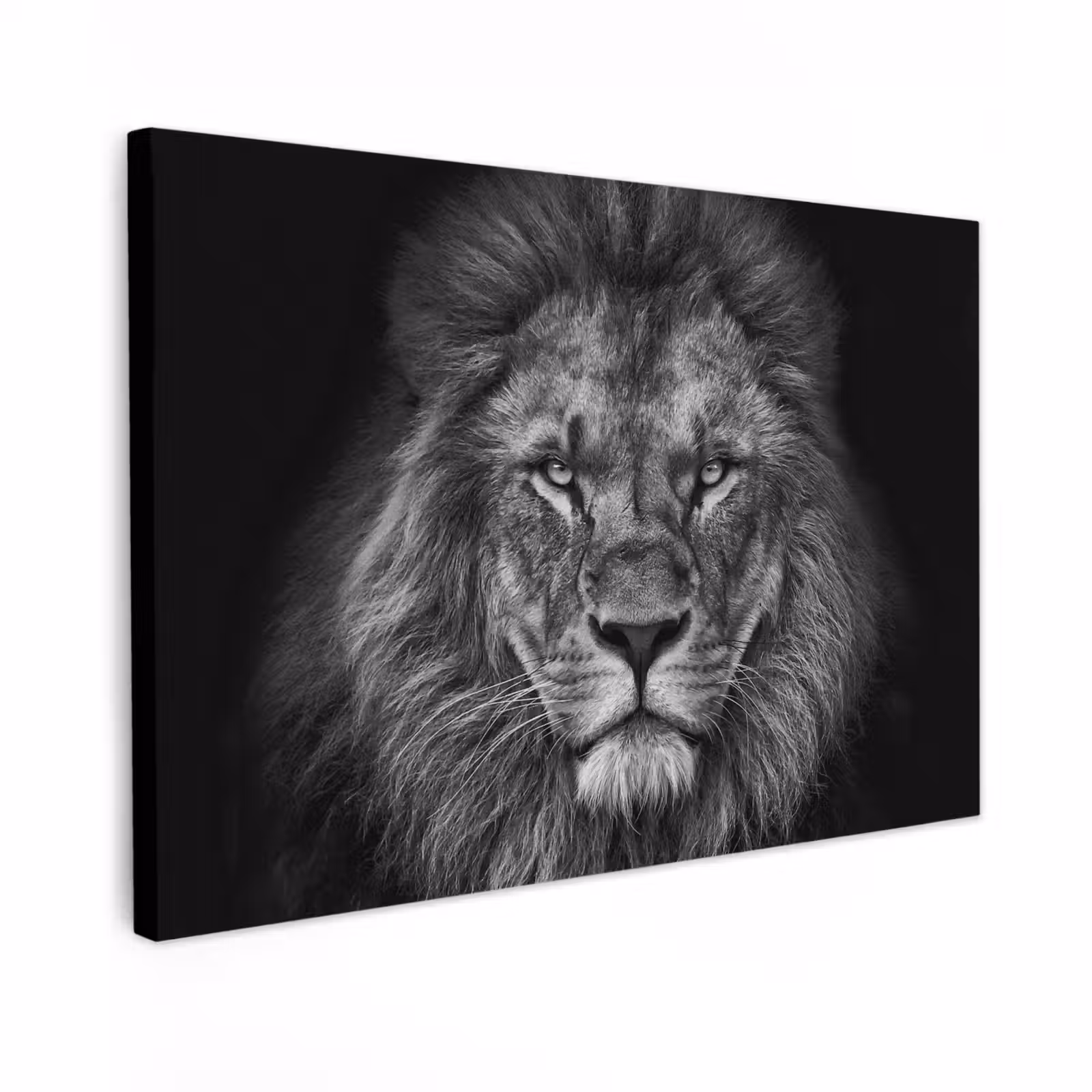 Buiten canvas - Zwart-wit portret van een leeuw — 1