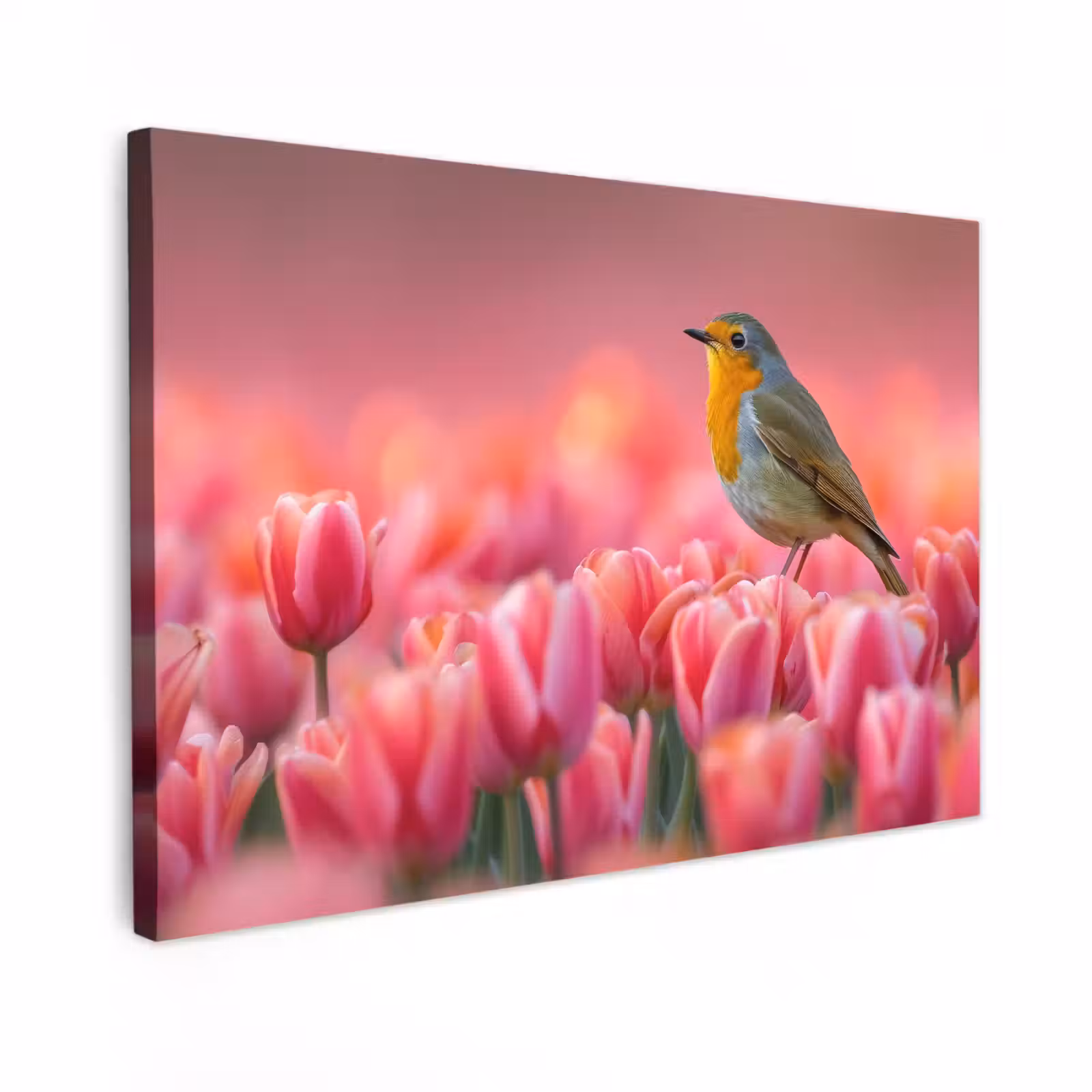 Buiten canvas - Roodborstje in Tulpenveld — 1