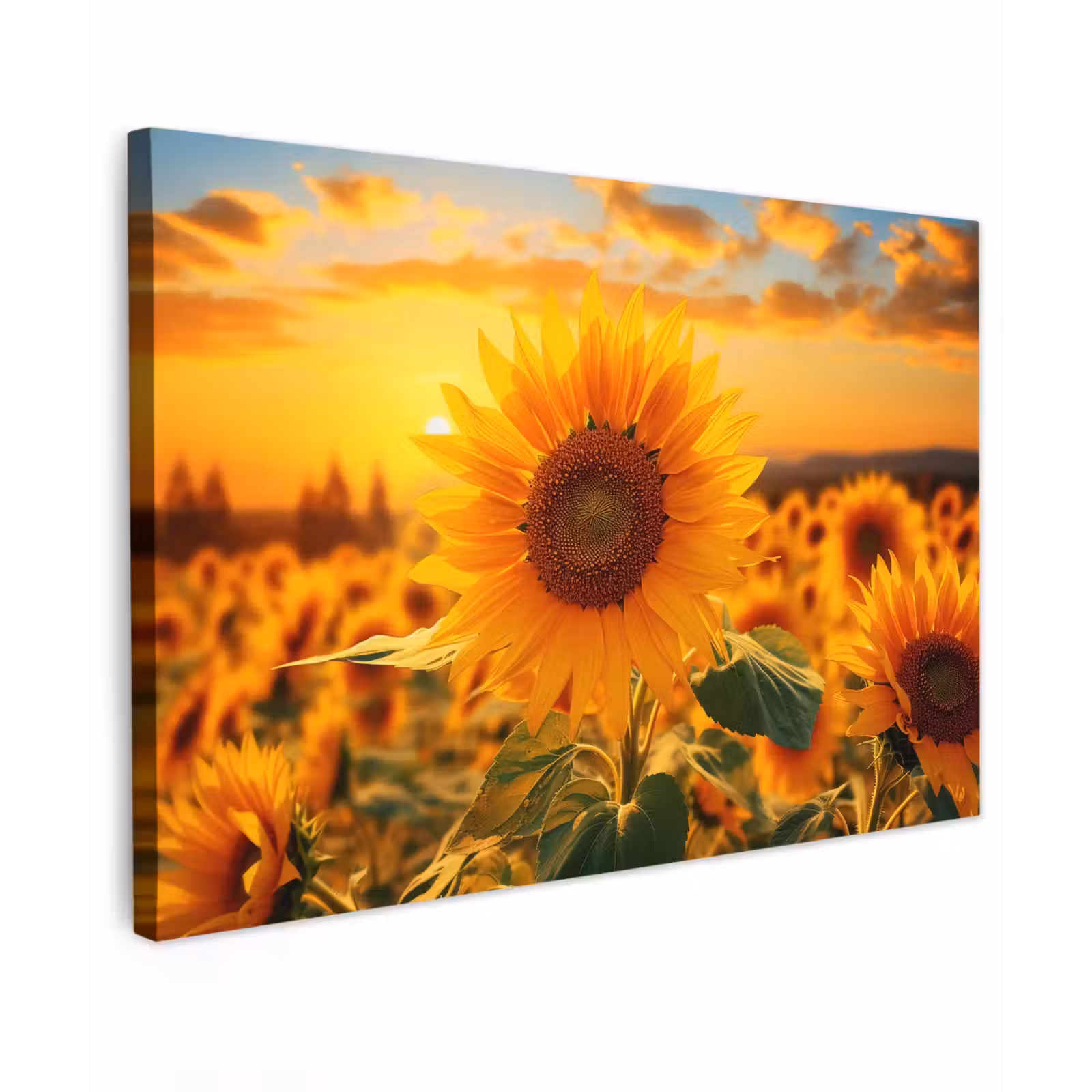 Buiten canvas - Zonnebloem in de avondzon — 1
