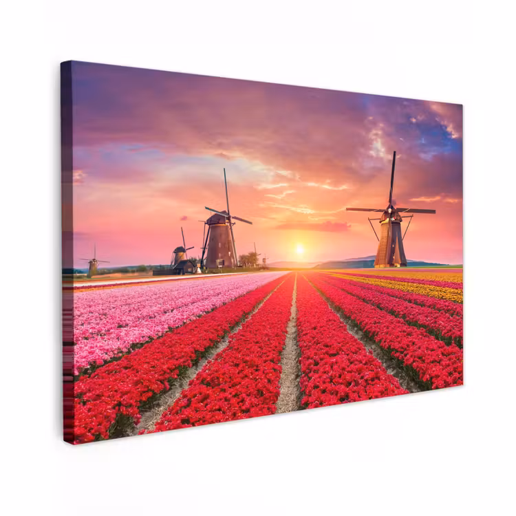 Buiten canvas - Tulpenvelden met windmolens bij zonsondergang — 1