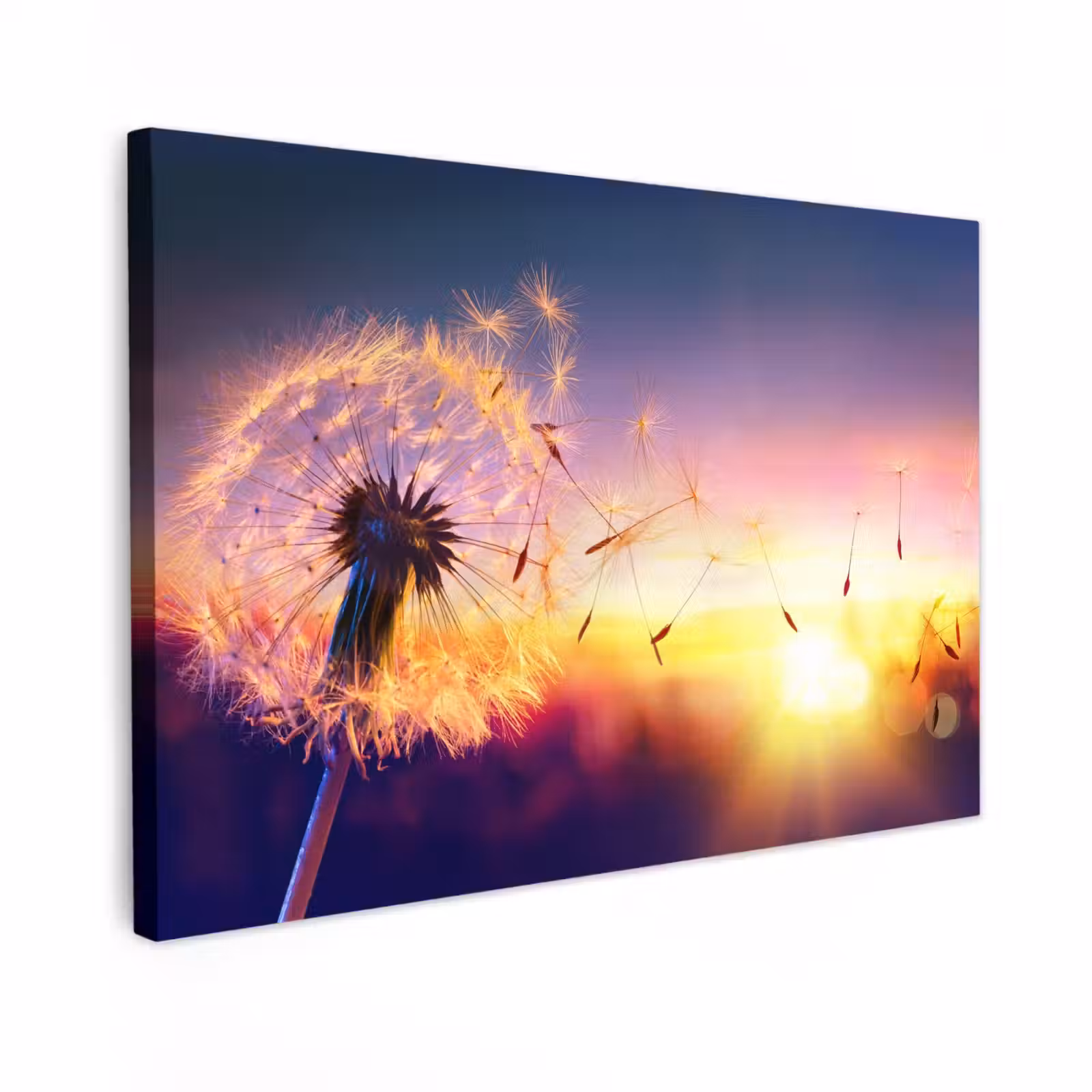 Buiten canvas - Paardenbloem in de Avondschemering — 1