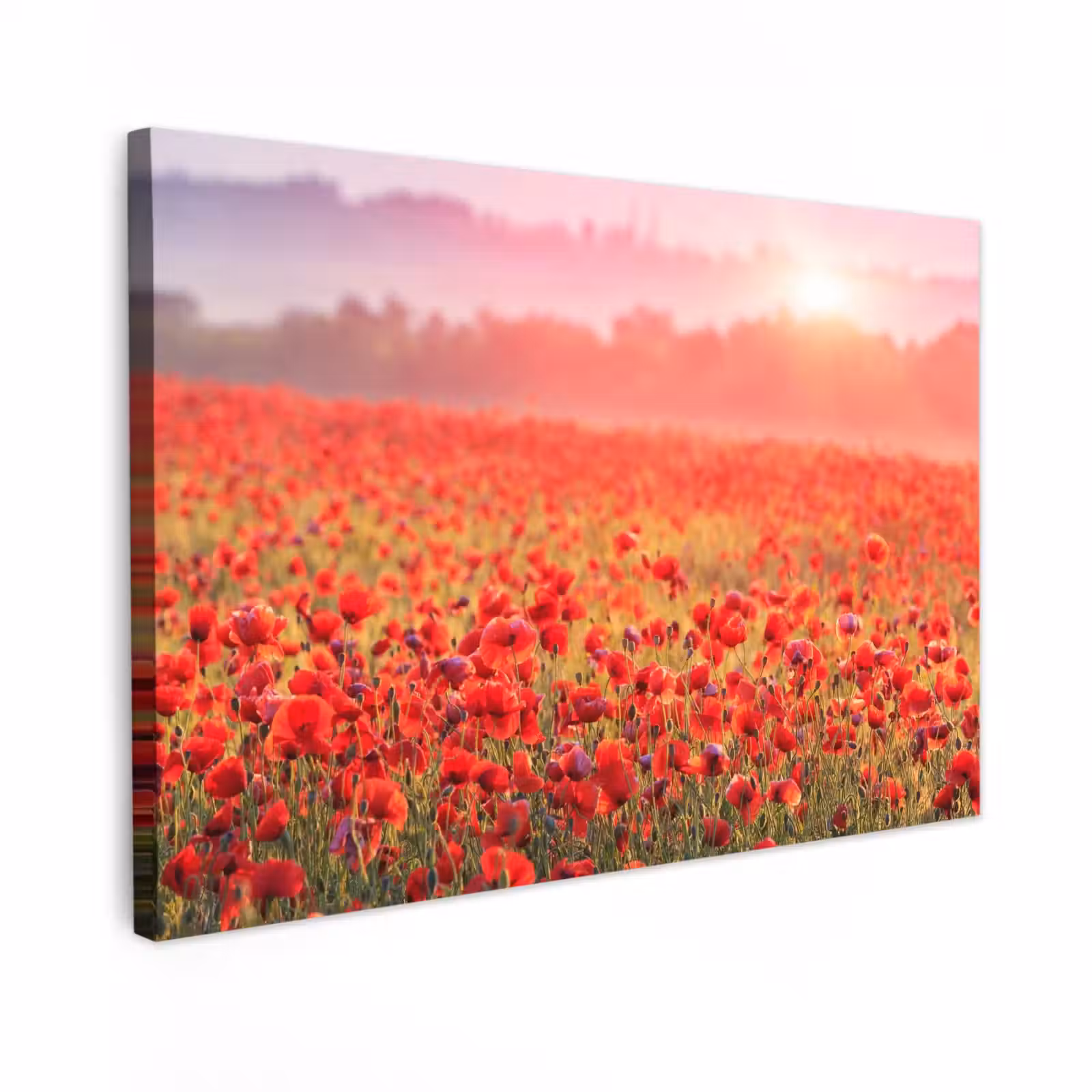 Buiten canvas - Rode klaprozen in de ochtendzon — 1