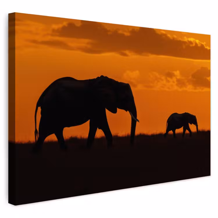 Buiten canvas - Olifanten - Savanne - Zonsondergang — 1