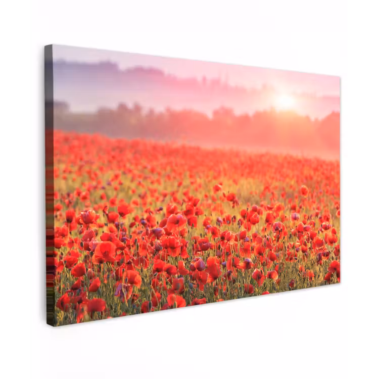 Buiten canvas - Rode klaprozen in de ochtendzon — 1