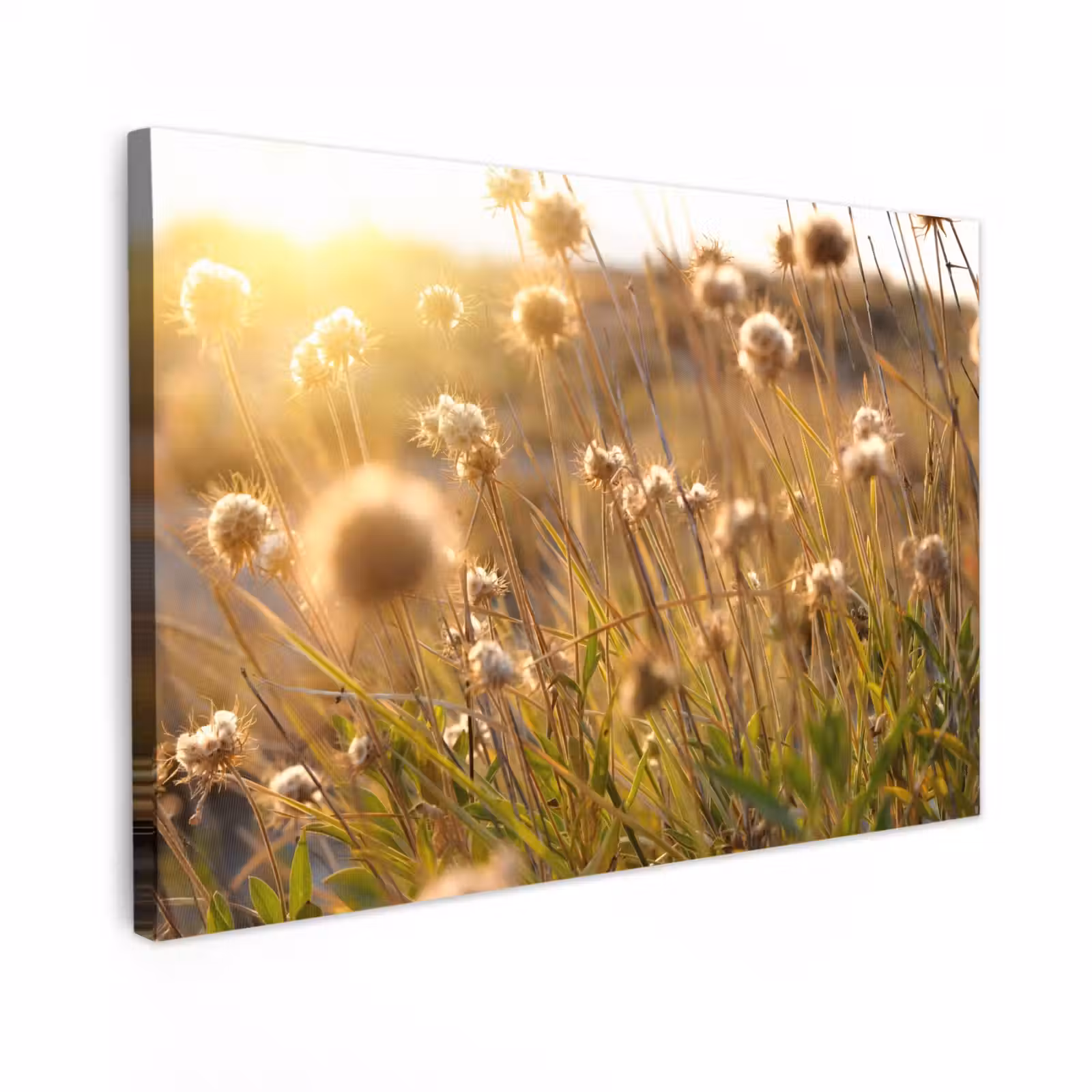 Buiten canvas - Verlichte zaadhoofden in de avondzon — 1