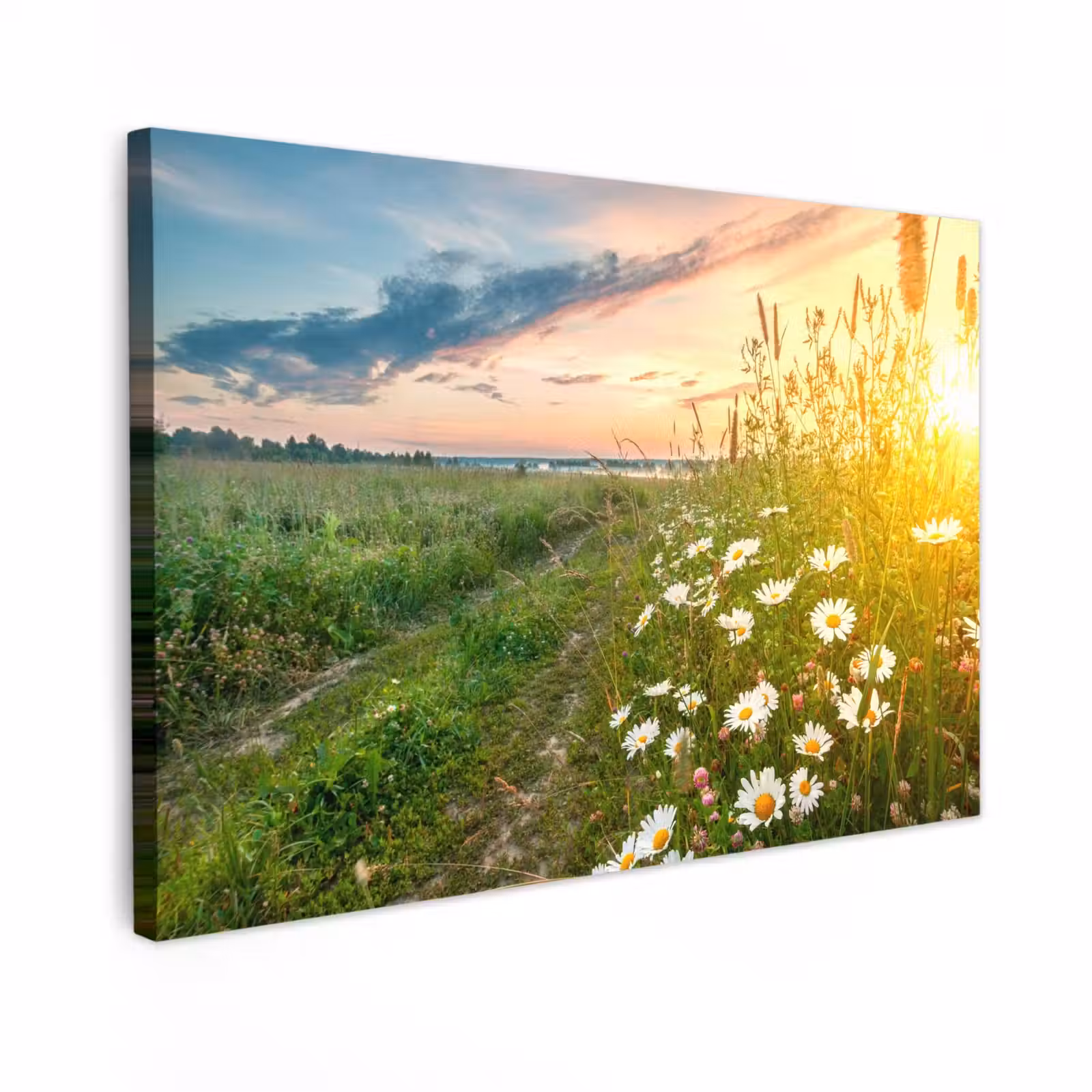 Buiten canvas - Wilde bloemen in de ochtendzon — 1