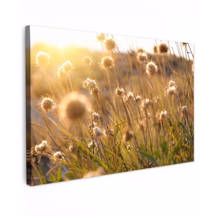 Buiten canvas - Verlichte zaadhoofden in de avondzon — 1