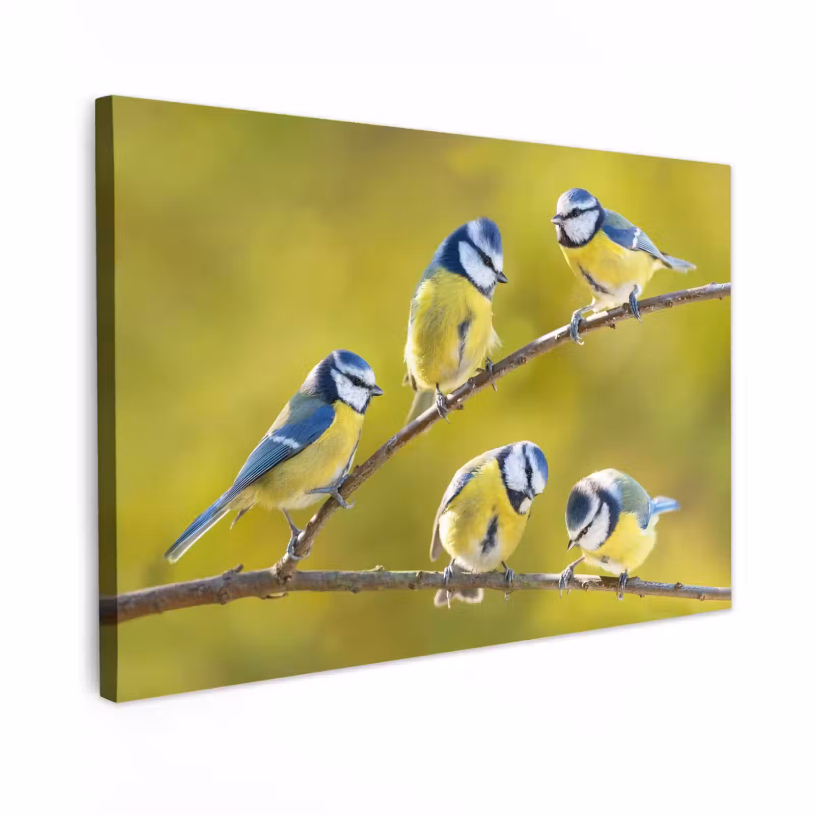 Buiten canvas - Vijf Koolmezen op een Tak — 1