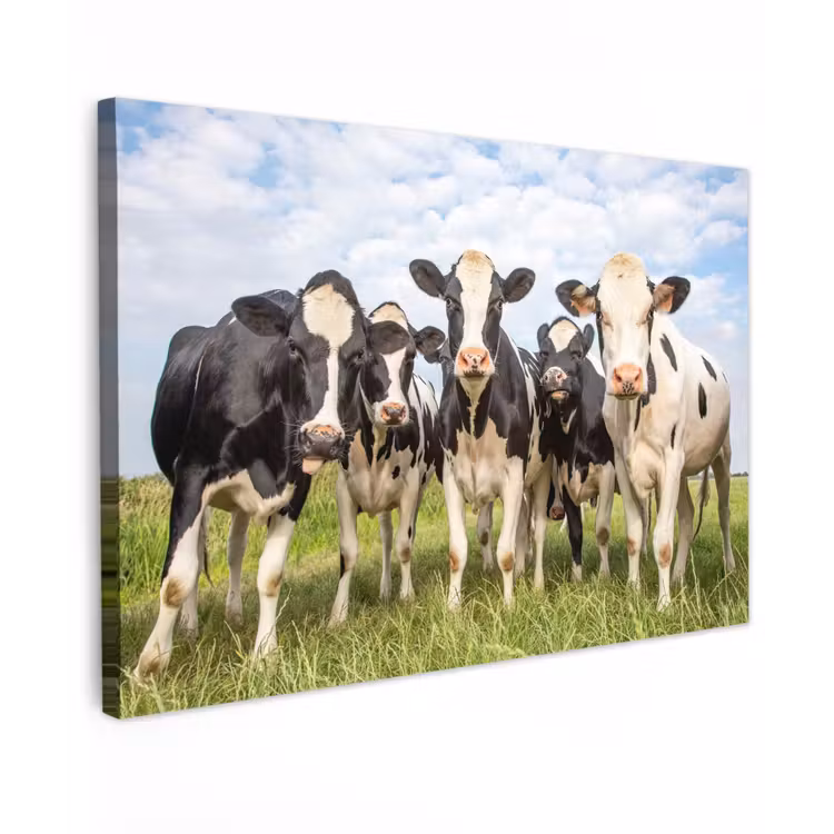 Buiten canvas - Nieuwsgierige koeien in de wei — 1