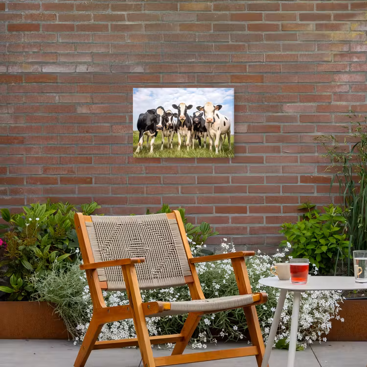 Buiten canvas - Nieuwsgierige koeien in de wei — 2