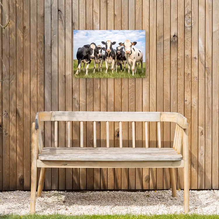 Buiten canvas - Nieuwsgierige koeien in de wei — 3