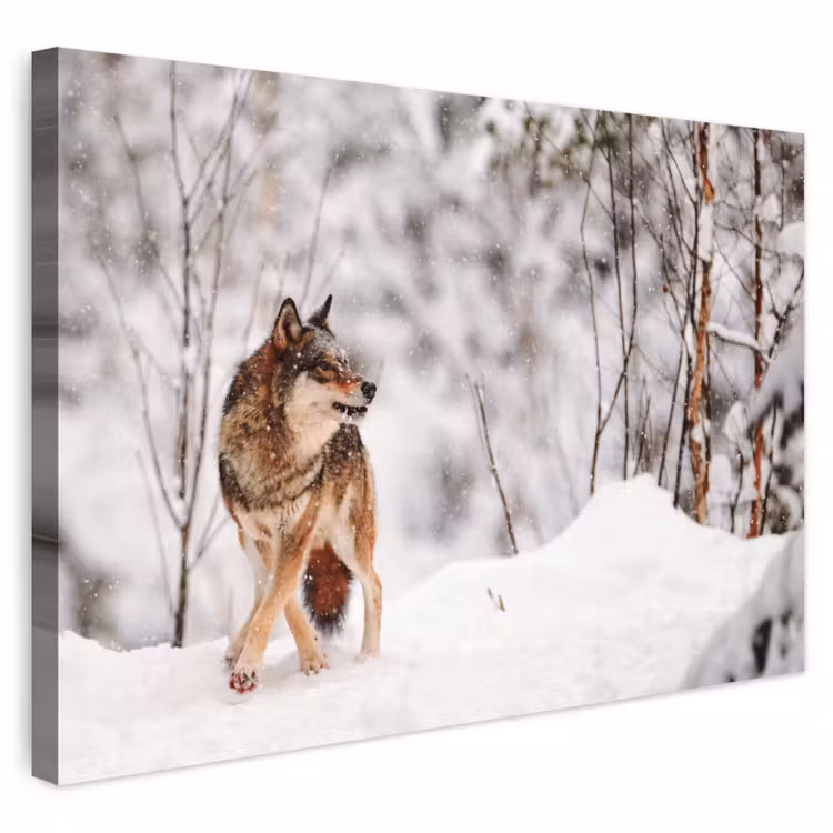 Buiten canvas - Wolf - Winter - Sneeuw - Natuur - Dieren — 1