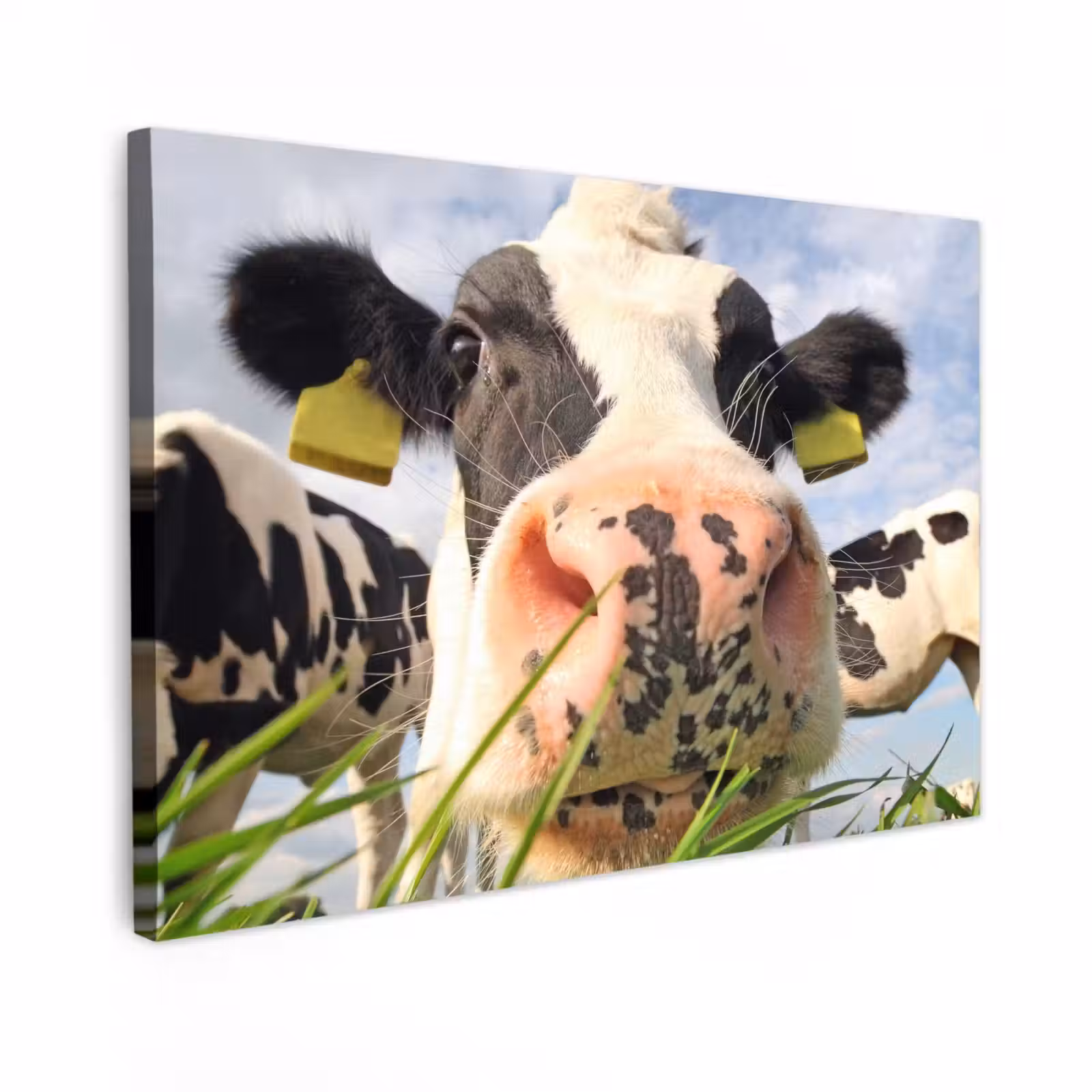 Buiten canvas - Nieuwsgierige koe in close-up — 1