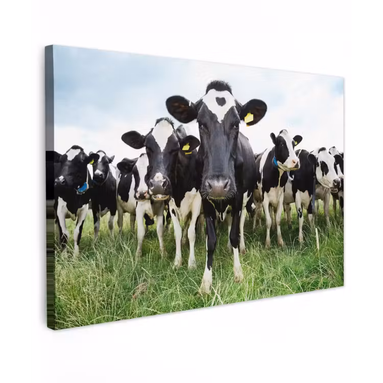 Buiten canvas - Nieuwsgierige koeien — 1